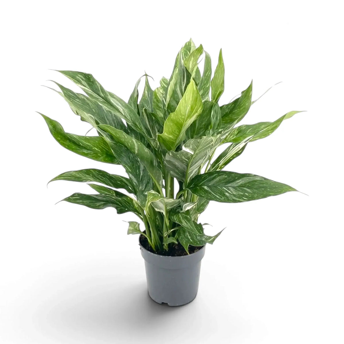 Bushy Spathiphyllum 'Diamond' with pointed green leaves marbled with white in a nursery pot.