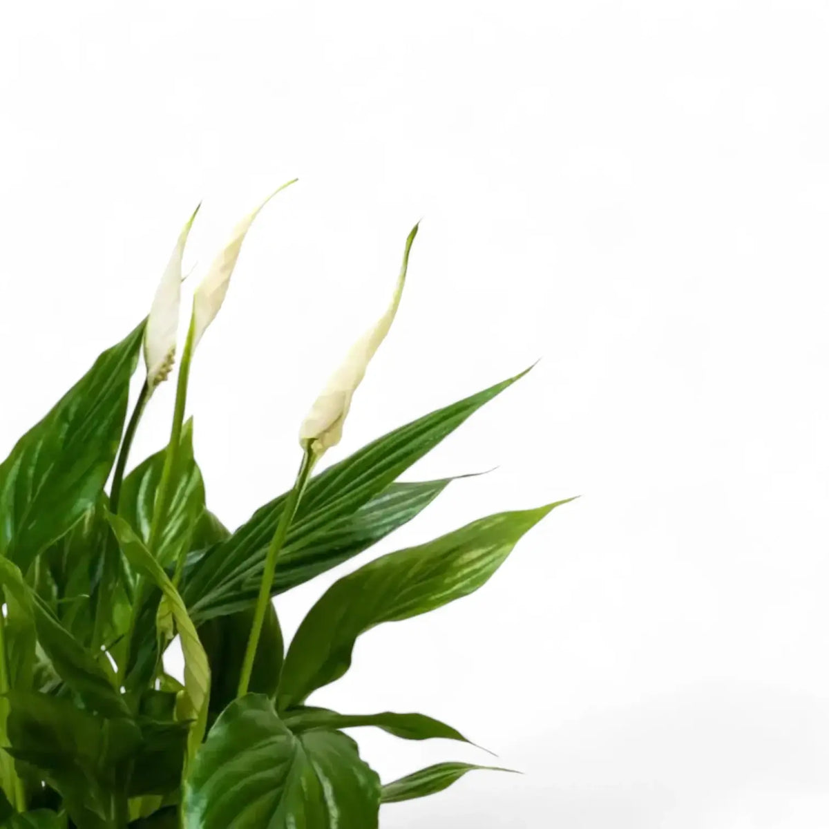 Spathiphyllum 'Korto' leaf detail on white background.