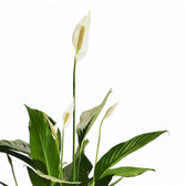 Spathiphyllum 'Maximo Cupido' leaf detail on white background.