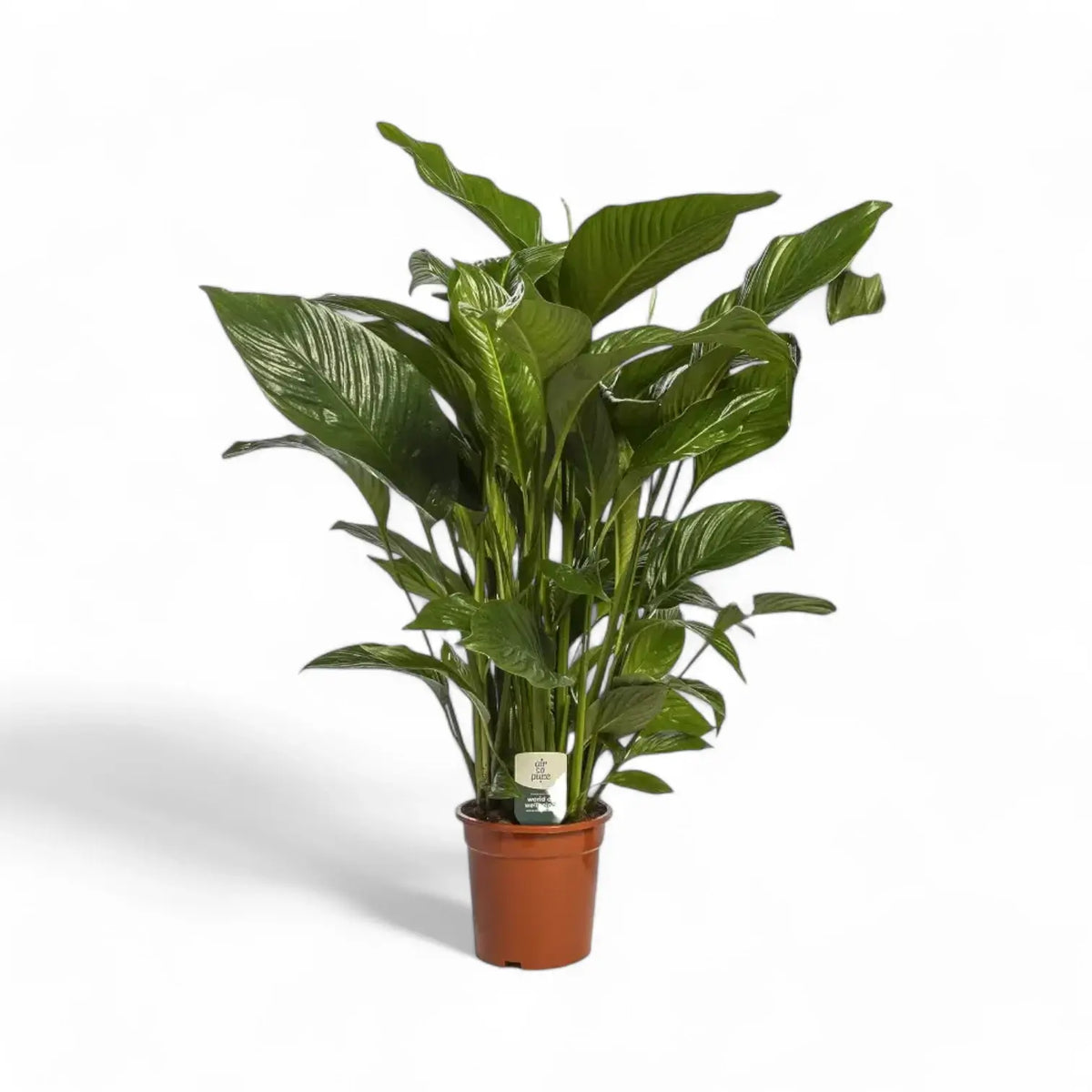 Spathiphyllum 'Maximo Cupido' potted plant in nursery pot on white background.