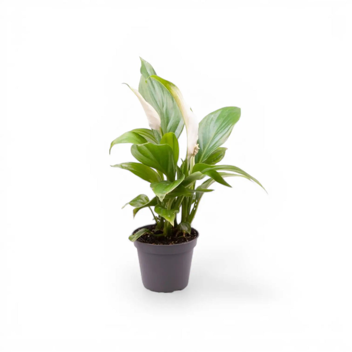 Spathiphyllum Pearl Cupido potted plant in nursery pot on white background.