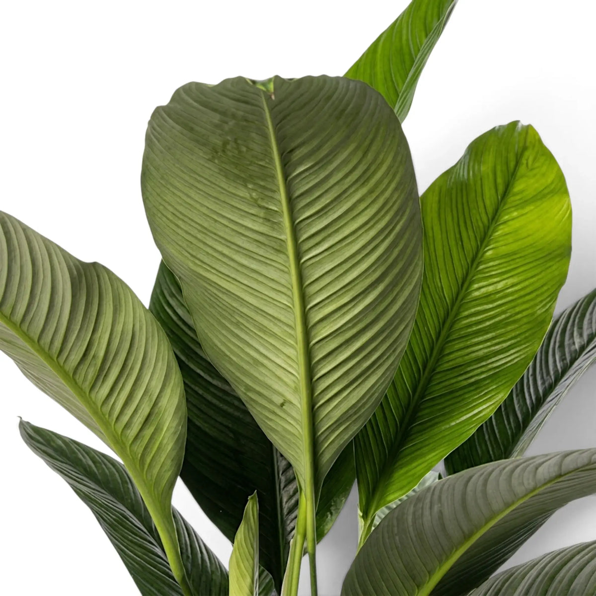 Upright Spathiphyllum 'Sensation' leaf cluster with broad blades and strong parallel ribbing.