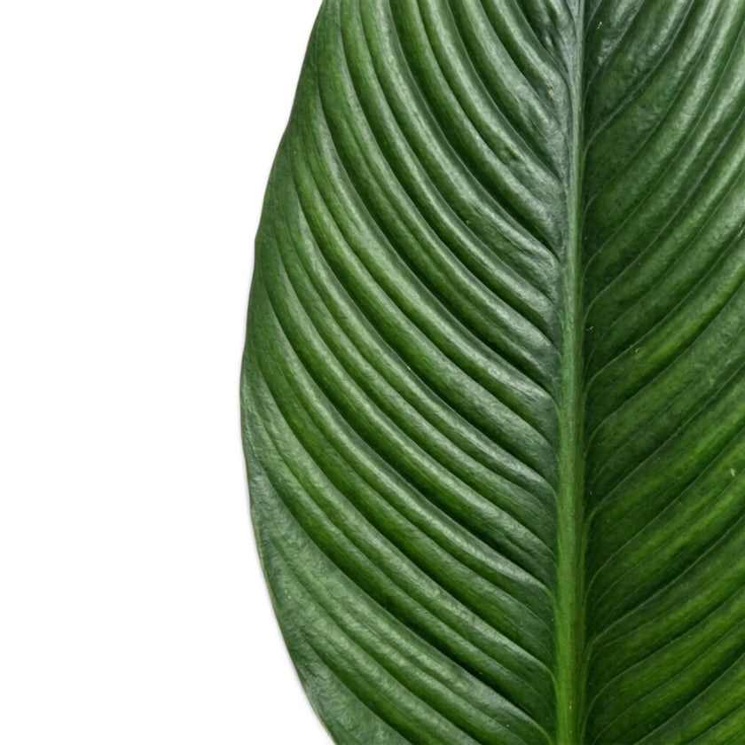Nahaufnahme von zwei Blättern des Spathiphyllum 'Sensation' mit tiefen Mittelrippen.