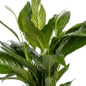 Spathiphyllum 'Sweet Lauretta' foliage detail showing long dark-green leaves with deep ribbing