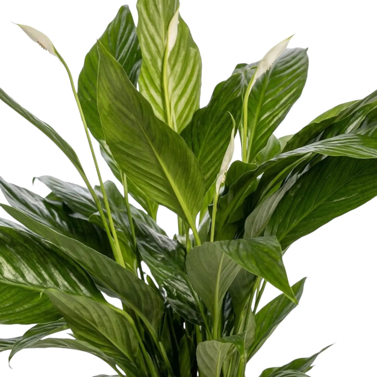 Spathiphyllum 'Sweet Lauretta' foliage detail showing long dark-green leaves with deep ribbing
