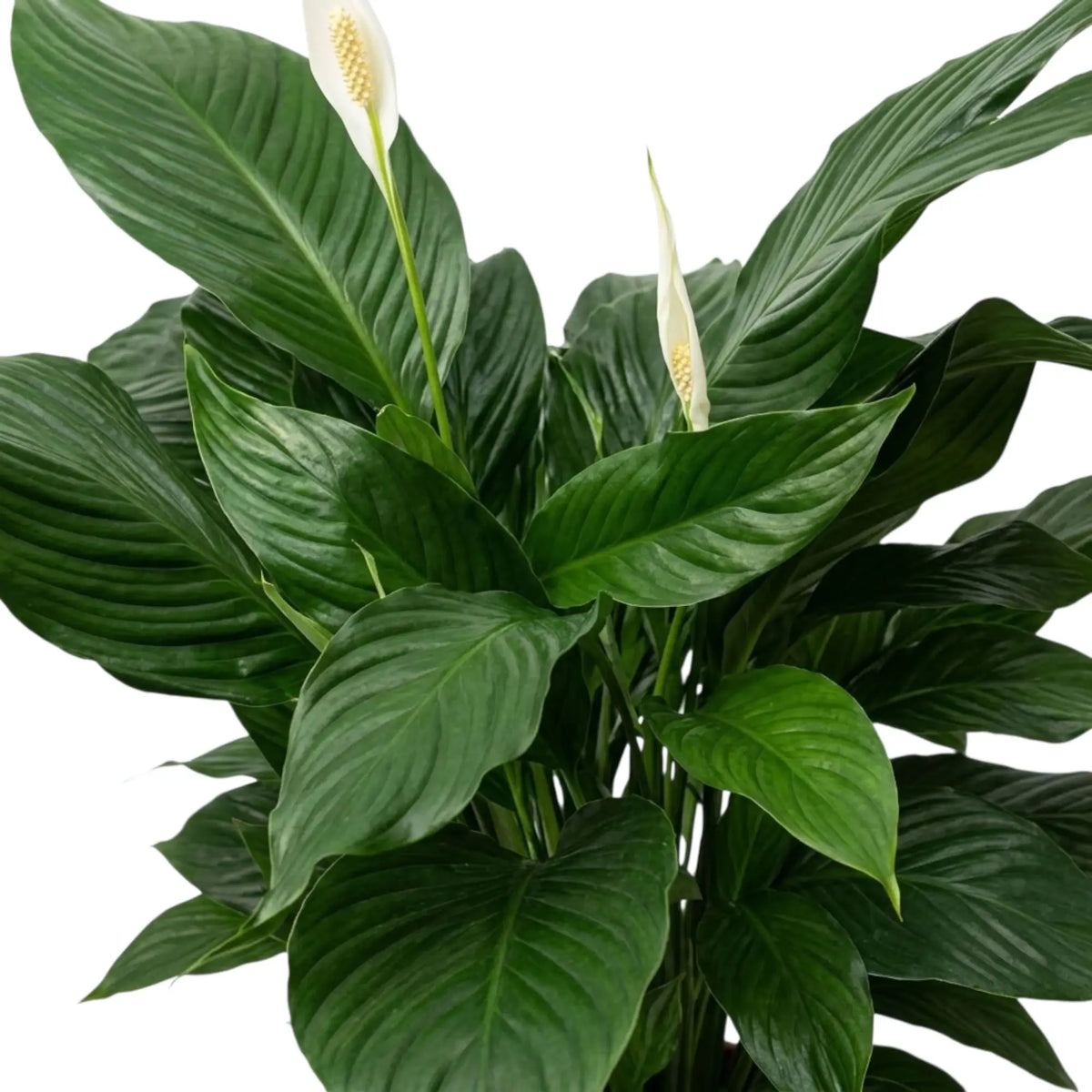 Close-up of Spathiphyllum 'Sweet Lauretta' broad glossy leaf with a prominent central vein