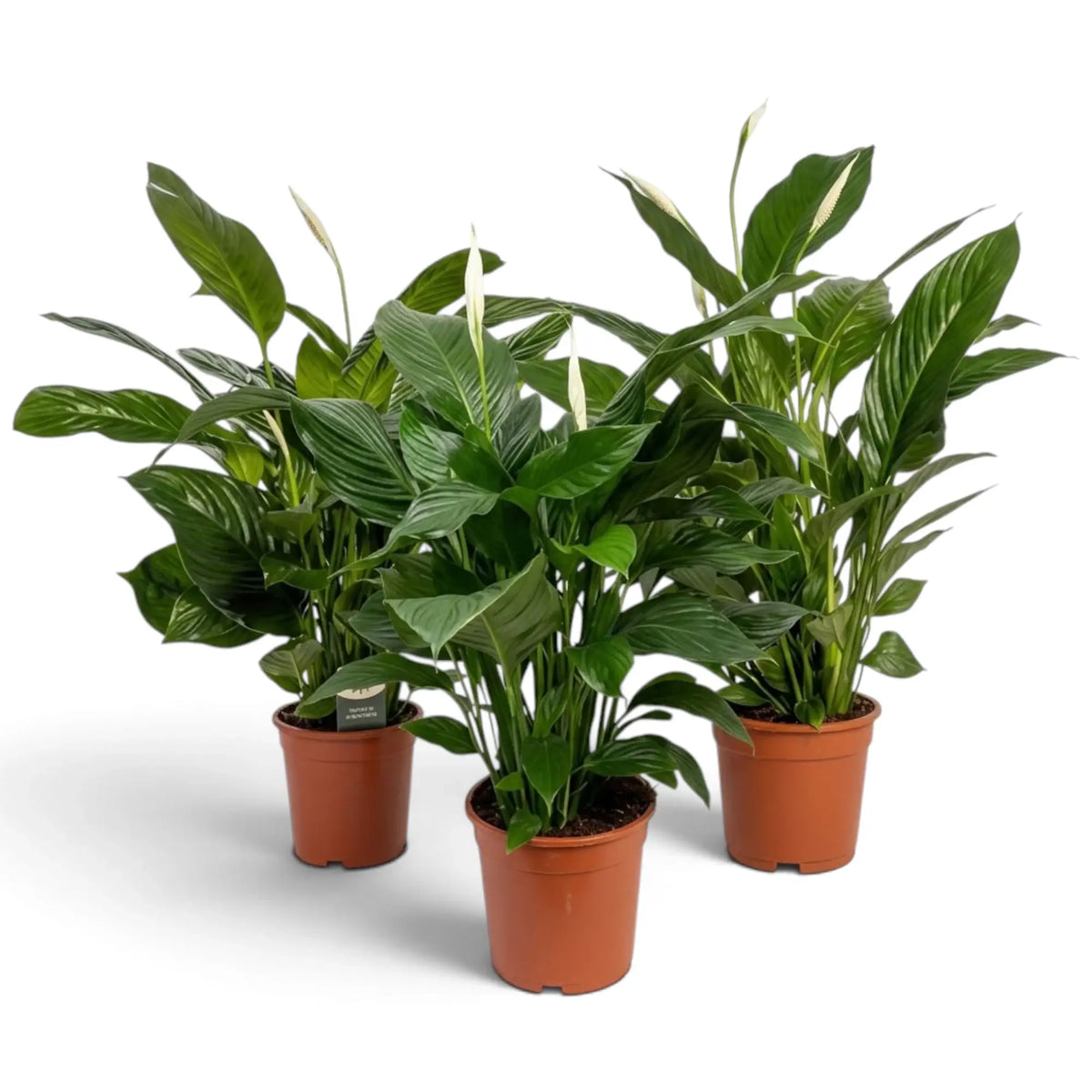 Potted Spathiphyllum 'Sweet Lauretta' with a crown of long glossy dark-green leaves