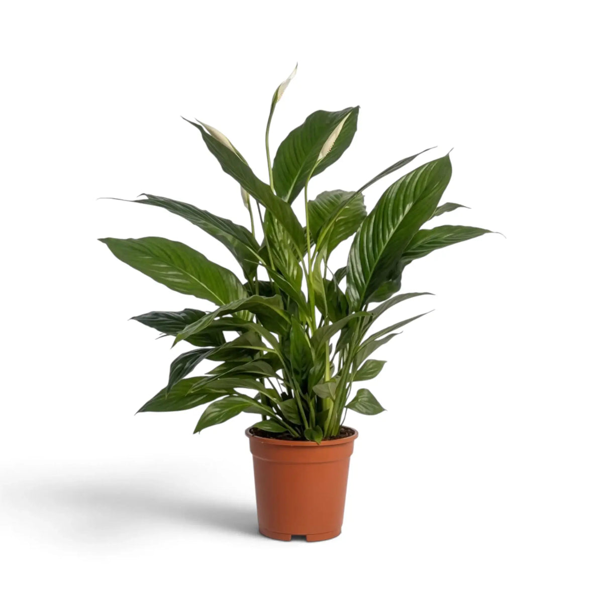 Potted Spathiphyllum 'Sweet Lauretta' showing long glossy leaves rising on slender stalks