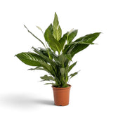 Spathiphyllum 'Sweet Lauretta' with dense basal growth and broad arching green foliage