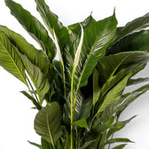 Spathiphyllum Sweet Sebastiano peace lily foliage close-up with green leaves.