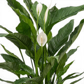 Spathiphyllum Sweet Sebastiano peace lily foliage close-up with green leaves.