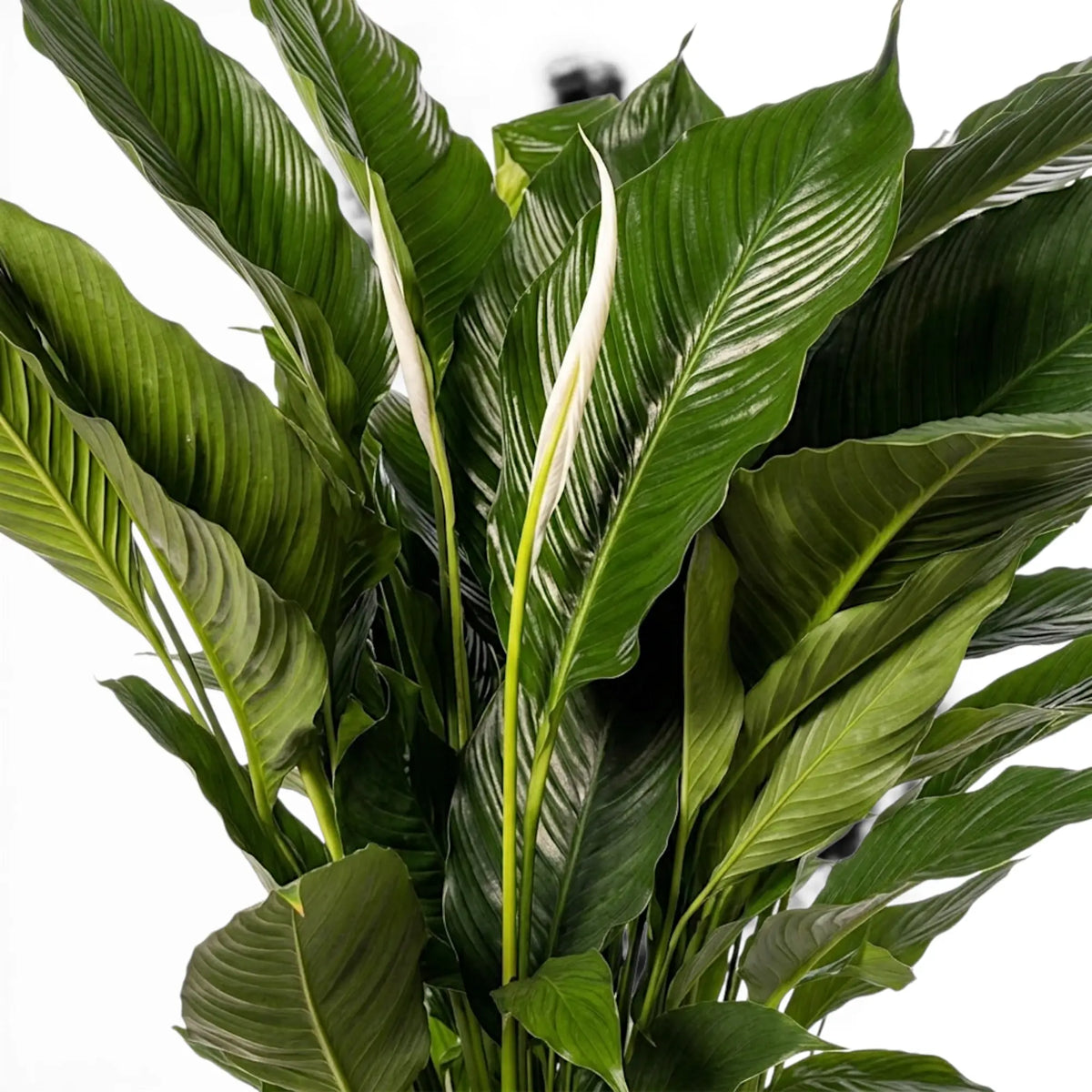 Spathiphyllum Sweet Sebastiano peace lily foliage close-up with green leaves.