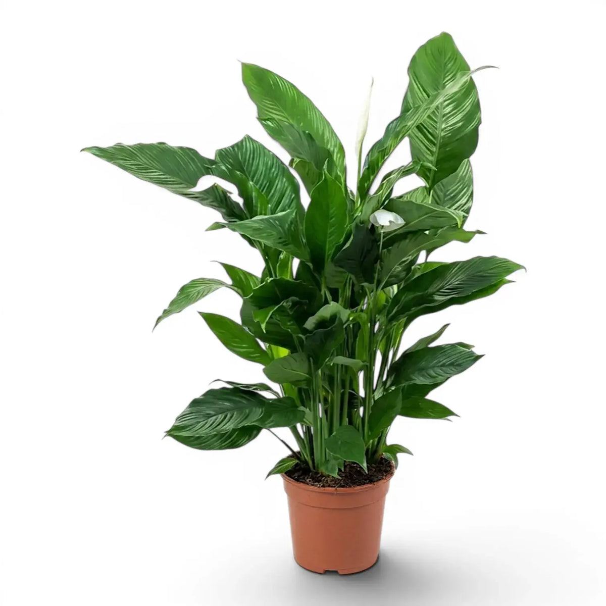 Spathiphyllum Sweet Sebastiano peace lily plant in a nursery pot.