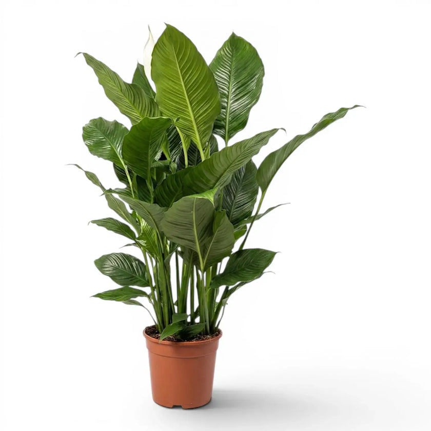 Spathiphyllum Sweet Sebastiano (Einblatt) im Kulturtopf.