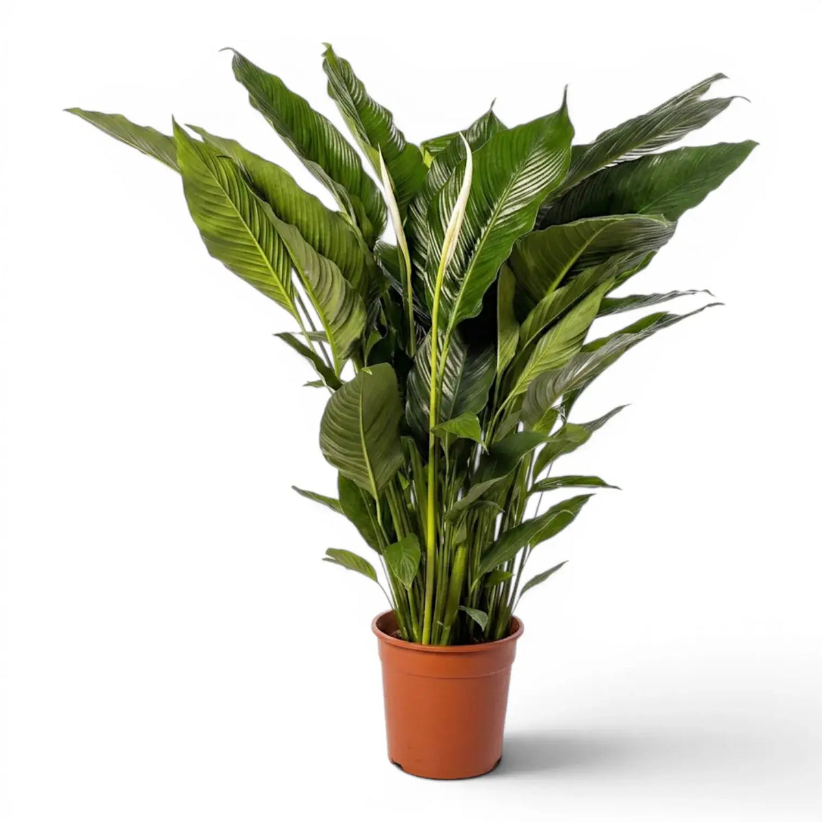 Spathiphyllum Sweet Sebastiano peace lily plant in a nursery pot.