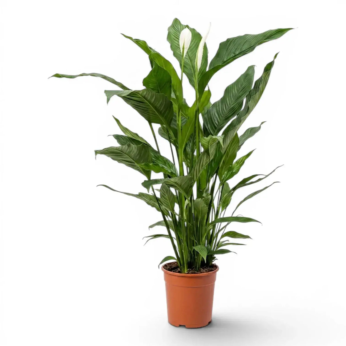 Spathiphyllum Sweet Sebastiano peace lily plant in a nursery pot.