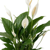 Spathiphyllum ‘Sweet Silvana’ (Einblatt) mit glänzenden grünen Blättern und weißen Hochblättern