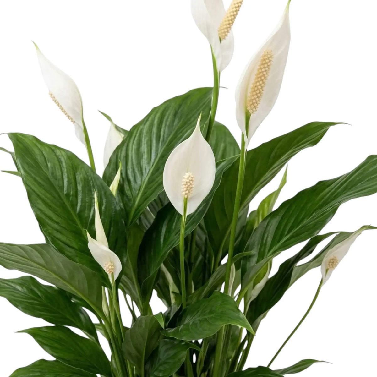 Spathiphyllum ‘Sweet Silvana’ (Einblatt) mit glänzenden grünen Blättern und weißen Hochblättern