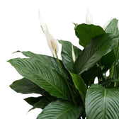 Dunkelgrüne, deutlich gerippte Blätter neben einem weißen Hochblatt von Spathiphyllum ‘Sweet Silvana’