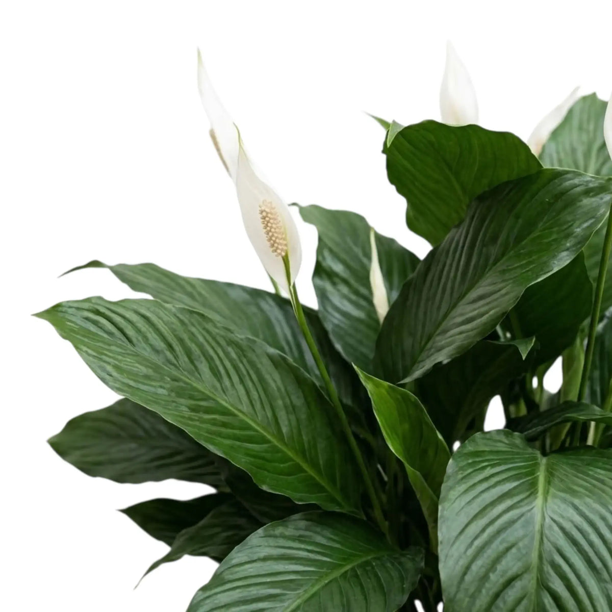 Dunkelgrüne, deutlich gerippte Blätter neben einem weißen Hochblatt von Spathiphyllum ‘Sweet Silvana’
