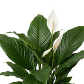 Breite, glänzende Blätter und weiße Hochblätter von Spathiphyllum ‘Sweet Silvana’
