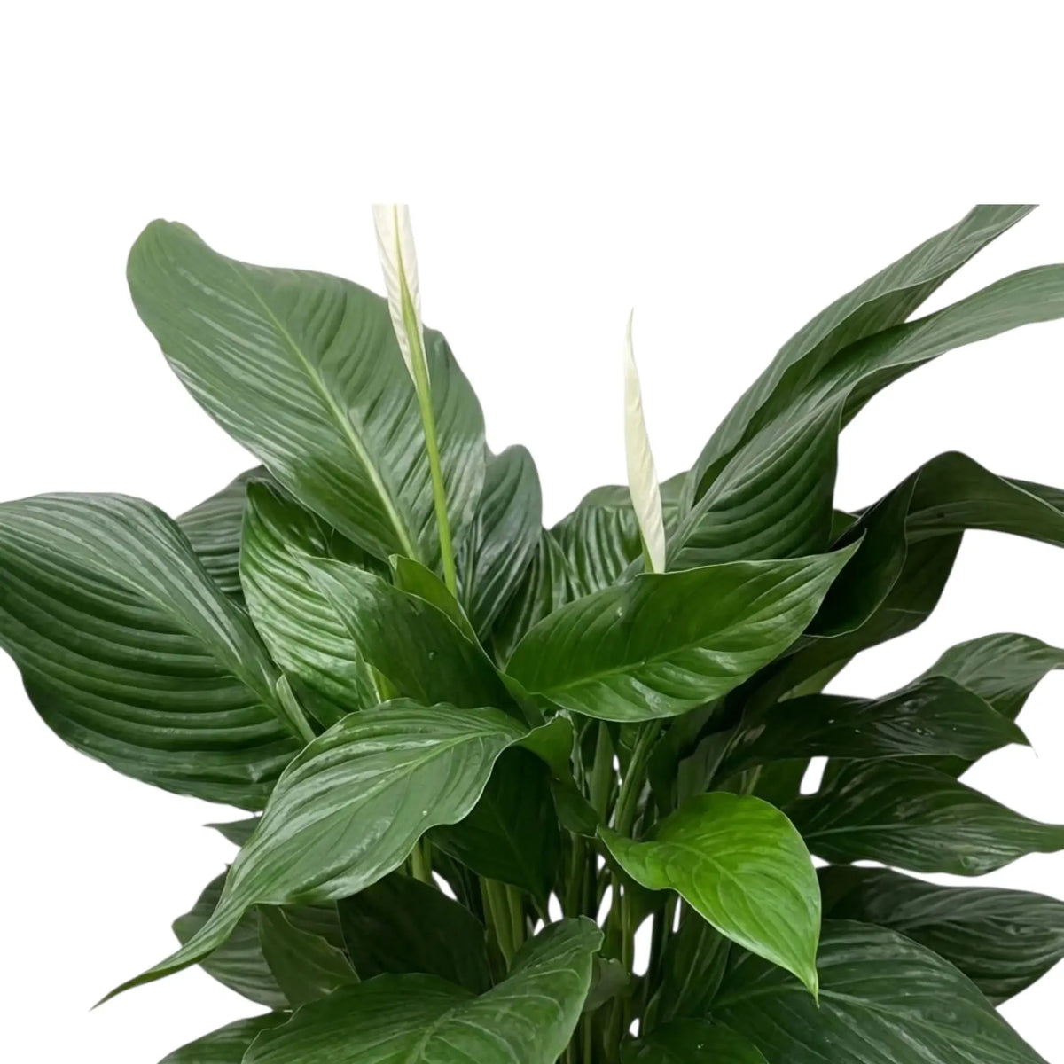 Nahaufnahme der Blätter von Spathiphyllum ‘Sweet Silvana’ mit zwei aufrechten weißen Hochblättern