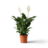 Spathiphyllum ‘Sweet Silvana’ mit weißen Hochblättern im Terrakottatopf