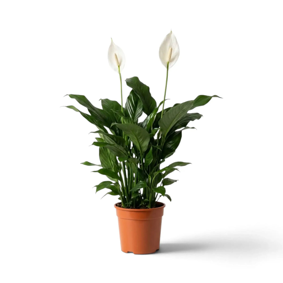 Spathiphyllum ‘Sweet Silvana’ mit weißen Hochblättern im Terrakottatopf