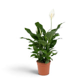 Spathiphyllum ‘Sweet Silvana’ mit aufrechtem Wuchs und einem einzelnen weißen Hochblatt, das die Blätter überragt