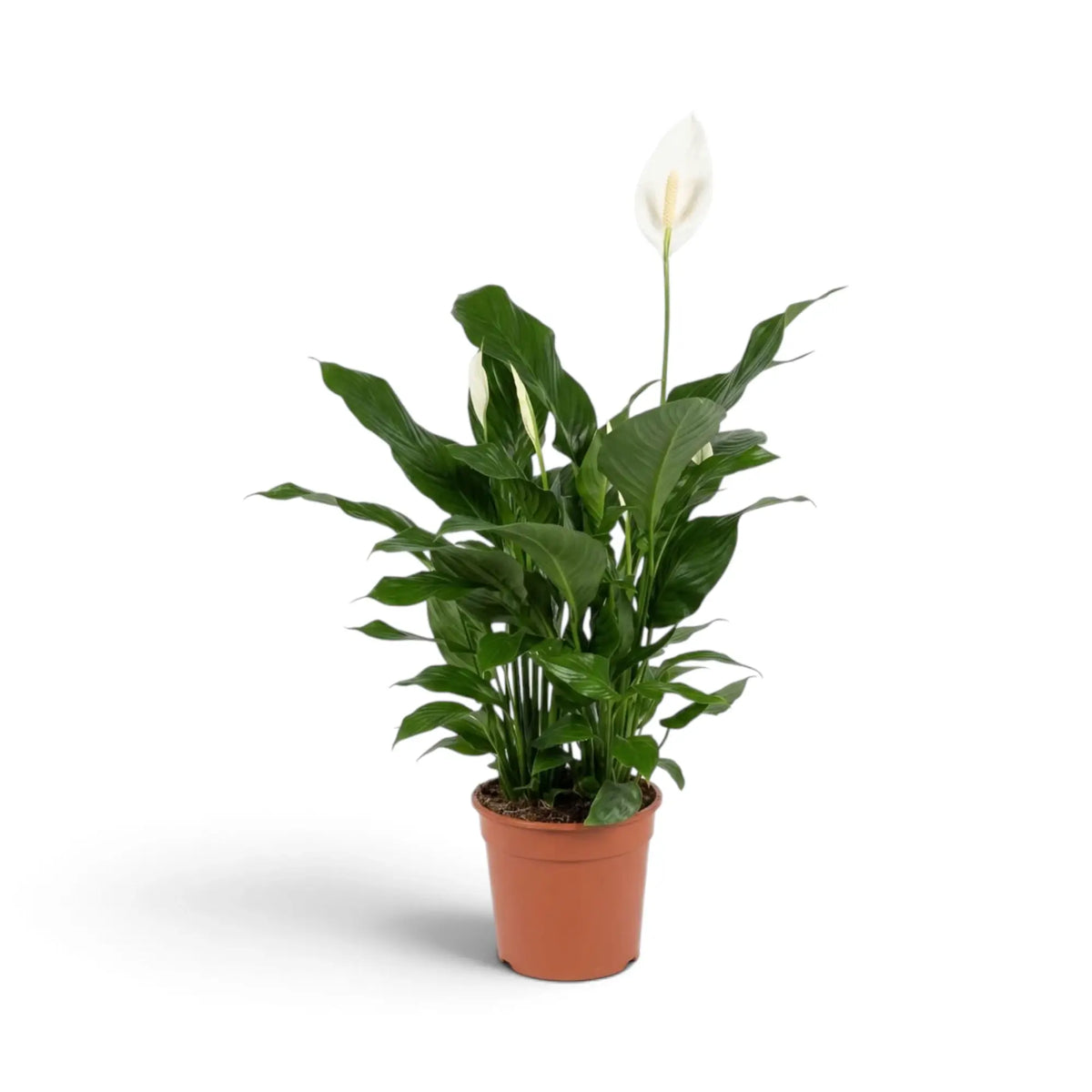 Spathiphyllum ‘Sweet Silvana’ mit aufrechtem Wuchs und einem einzelnen weißen Hochblatt, das die Blätter überragt