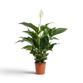 Spathiphyllum ‘Sweet Silvana’ im Topf mit glänzenden grünen Blättern und einem weißen Hochblatt