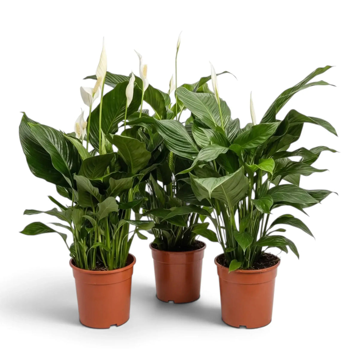 Drei Spathiphyllum ‘Sweet Silvana’ mit glänzenden grünen Blättern und weißen Hochblättern