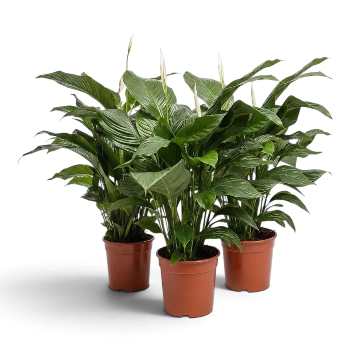 Drei Spathiphyllum ‘Sweet Silvana’ in Töpfen mit bogenförmig überhängenden grünen Blättern