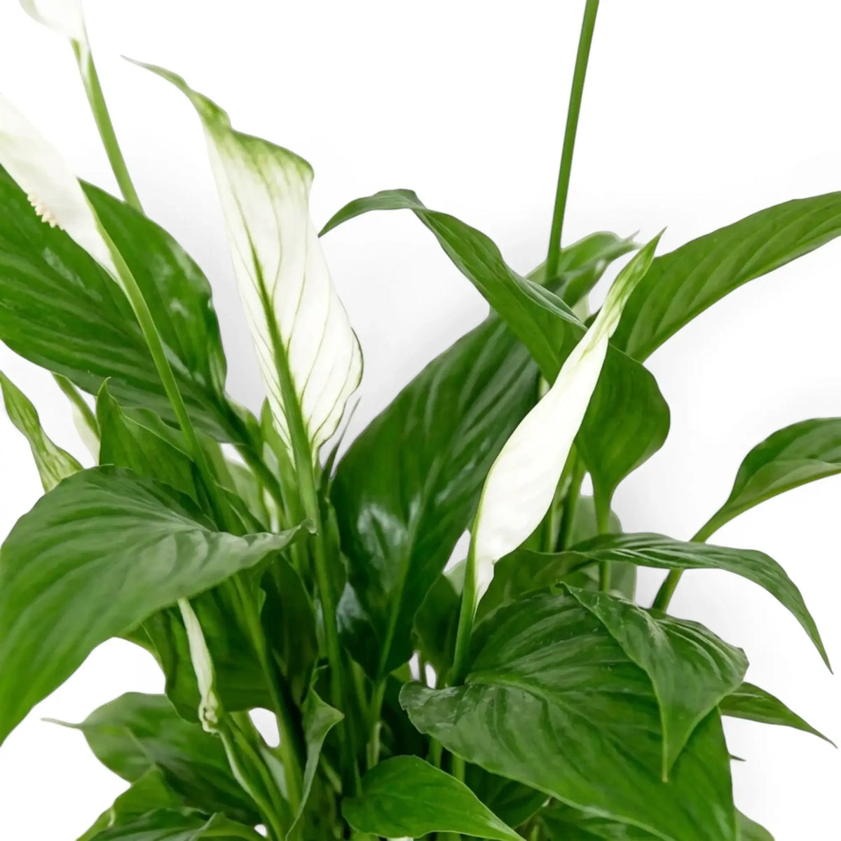 Nahaufnahme von Spathiphyllum ‘Torelli’ mit dunkelgrünen Blättern und weißem Hochblatt um den Blütenkolben