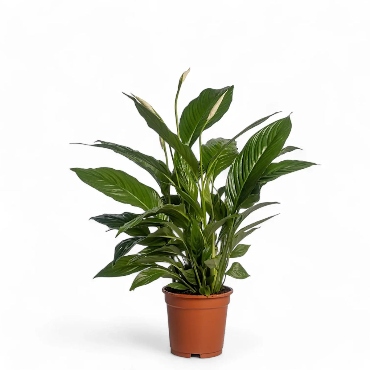 Spathiphyllum 'Vivaldi' – Zimmerpflanze im Kulturtopf auf weißem Hintergrund, Produktfoto 3.