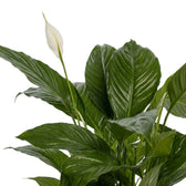 Spathiphyllum 'Vivaldi' – Nahaufnahme eines dunkelgrünen Blatts mit kräftiger Mittelrippe und feiner Rippung