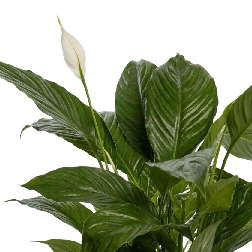Close-up of Spathiphyllum 'Vivaldi' dark-green leaf with a strong central vein and fine ribbing