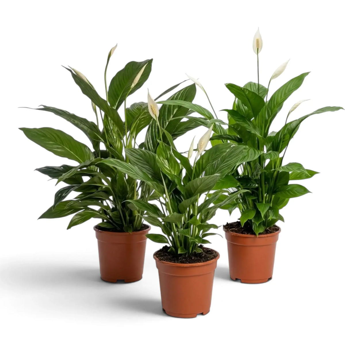 Spathiphyllum 'Vivaldi' im Kulturtopf mit dichtem Blattschopf aus schmalen, glänzend grünen Blättern