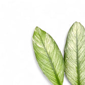Spathiphyllum wallisii 'Sensation' variegata – Blattdetail vor weißem Hintergrund..