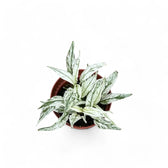 Spathiphyllum wallisii 'Sensation' variegata Zimmerpflanze im Anzuchttopf vor weißem Hintergrund, Produktfoto 3.