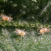 Spical (Ulti-Mite) Neoseiulus californicus gegen Spinnmilben vor weißem Hintergrund, Produktfoto 3.
