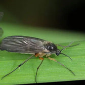 Steinernema feltiae - against Fungus Gnats & Thrips on white background.