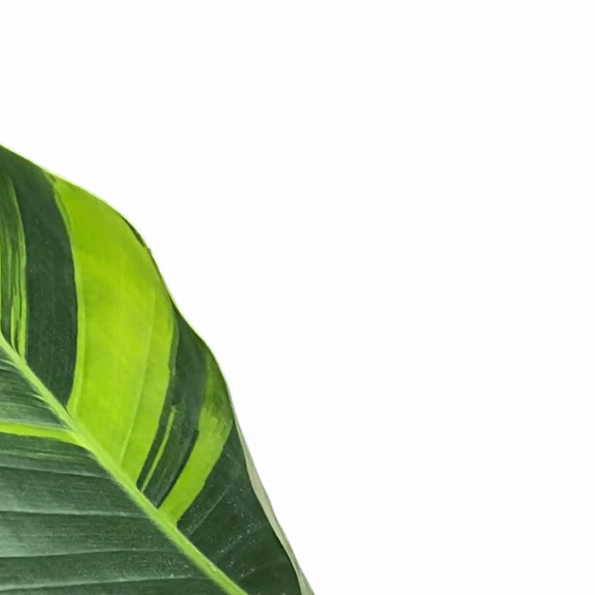 Strelitzia nicolai variegata – Blattdetail vor weißem Hintergrund..