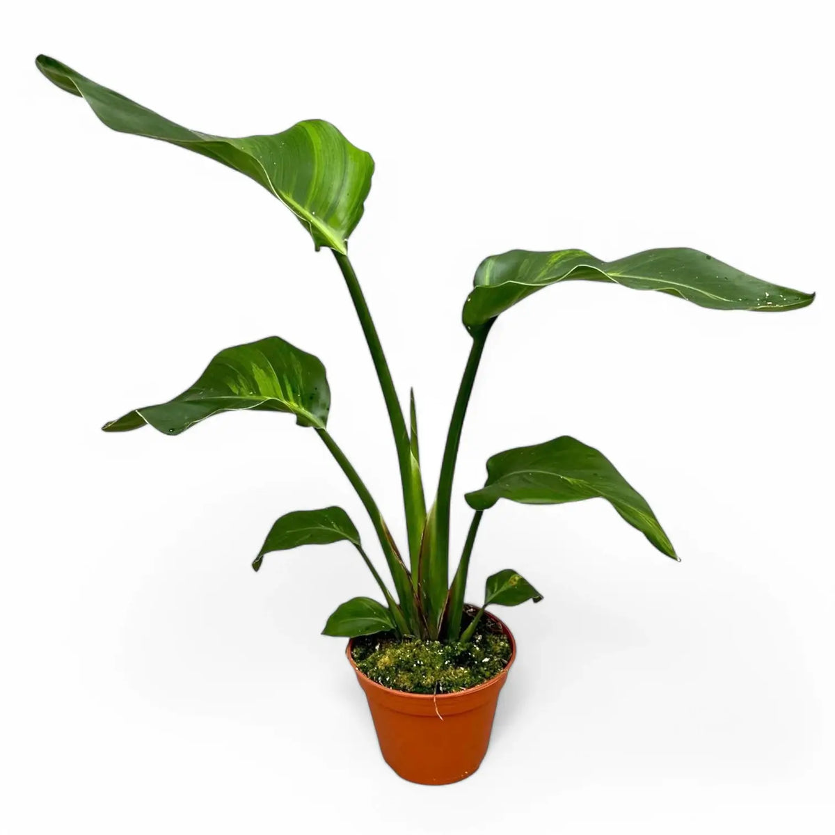 Strelitzia nicolai variegata Zimmerpflanze im Anzuchttopf vor weißem Hintergrund, Produktfoto 3.