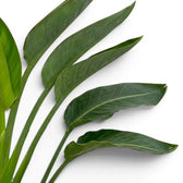 Close-up of Strelitzia reginae foliage on white background