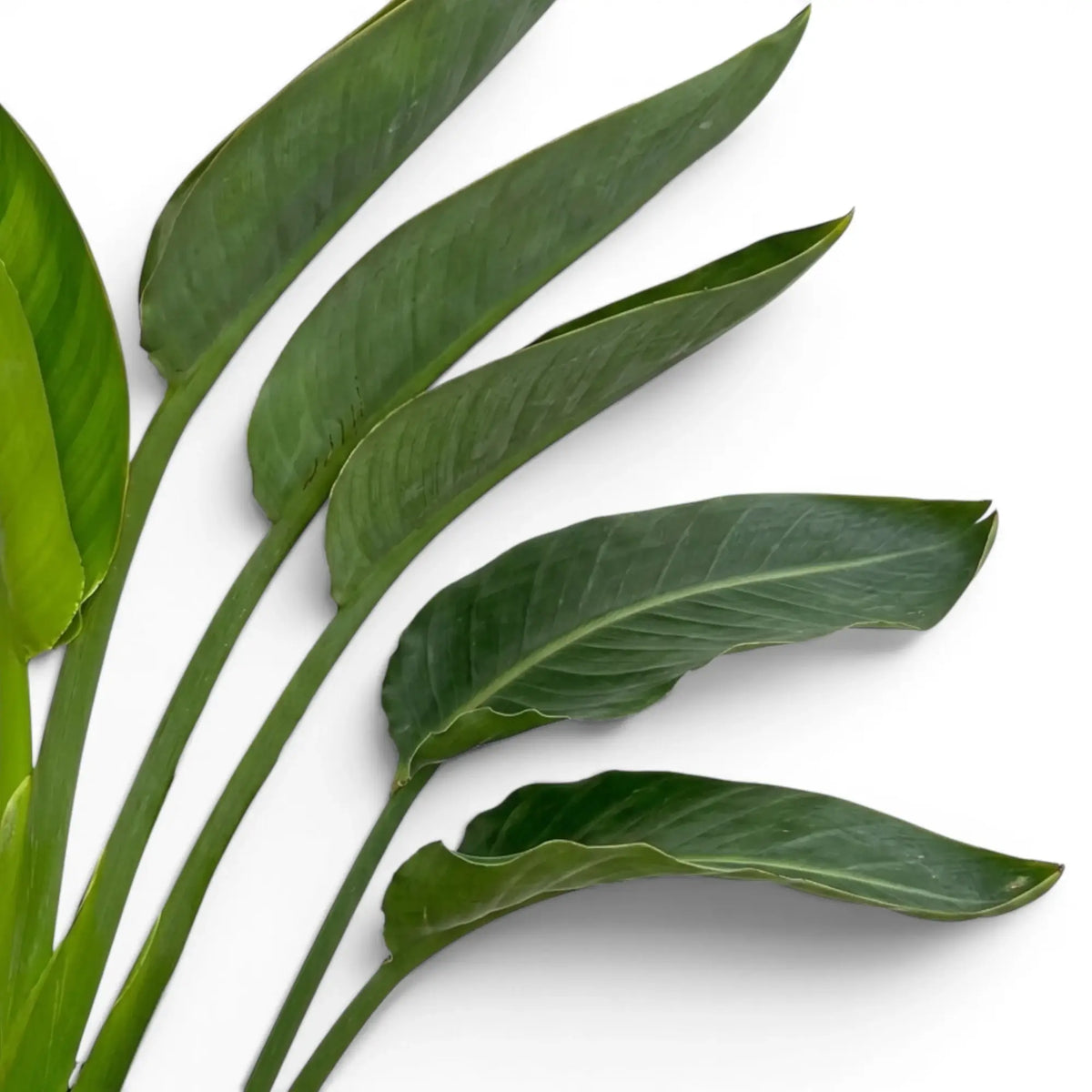 Close-up of Strelitzia reginae foliage on white background