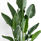 Close-up of Strelitzia reginae foliage on white background