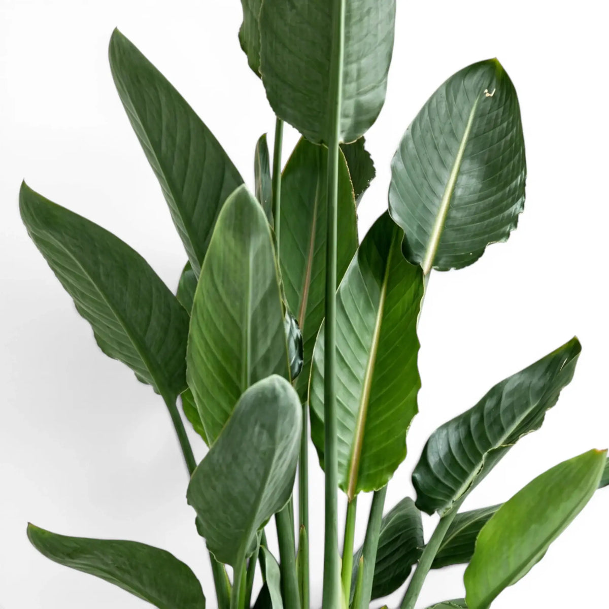 Close-up of Strelitzia reginae foliage on white background