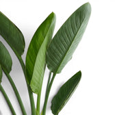 Close-up of Strelitzia reginae leaves on white background