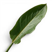 Close-up of Strelitzia reginae leaves on white background